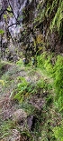 Plants: image 82 Of 208 Thumb